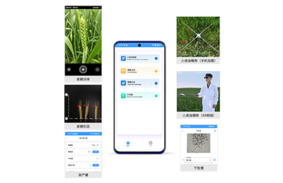 黑龙江小麦亩穗数分析仪IN-XM02