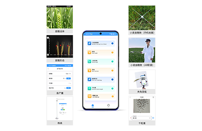 黑龙江小麦表型测量仪IN-XM05